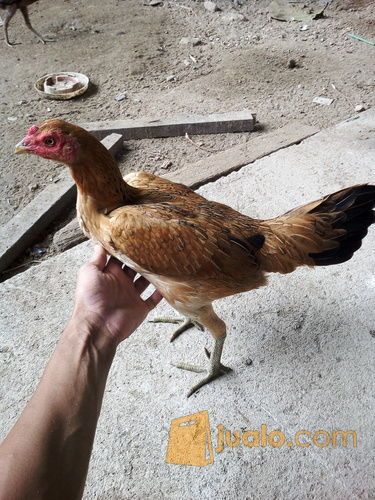 ayam birma biang original