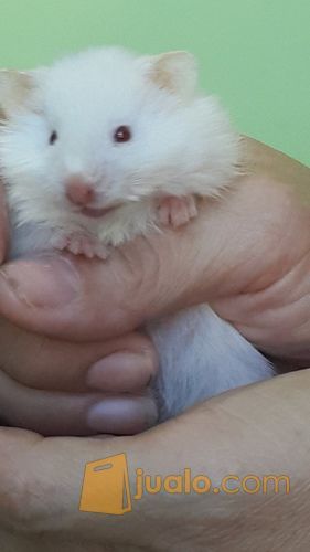 Hamster Anggora