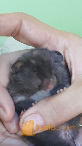 Hamster Anggora