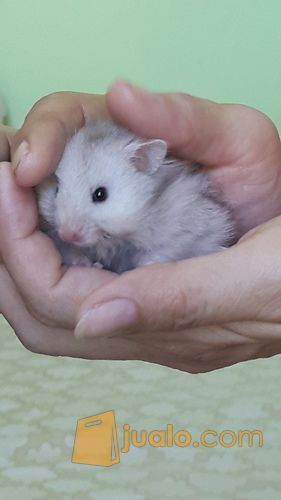 Hamster Anggora
