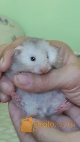Hamster Anggora