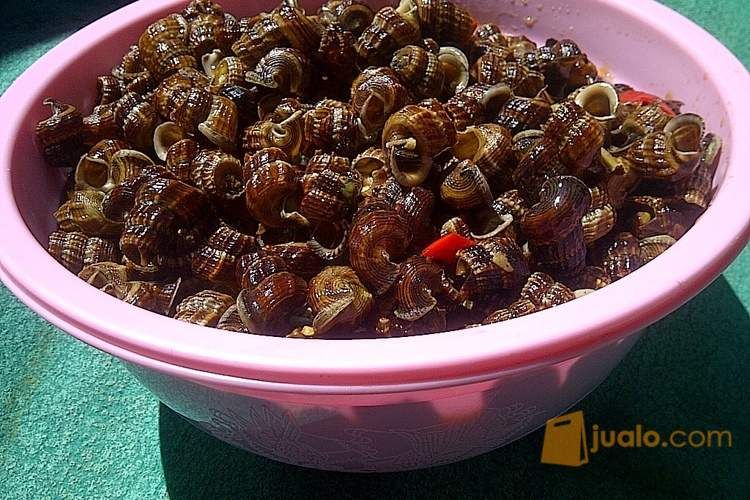 Kol Nenek Kul Nenek Kerang Nenek Kul Emak Asli Surabaya Siap Saji Kirim Luar Kota Dan Luar Pulau