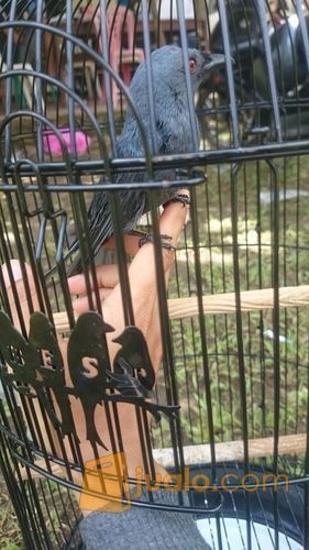jual burung srigunting hitam