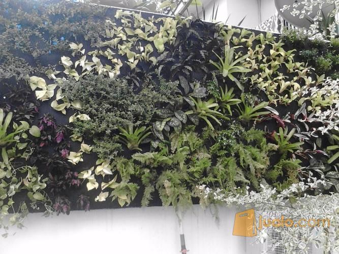 tukang taman vertical garden bintaro dan sekitarnya