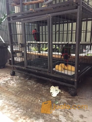 Burung Nuri sepasang