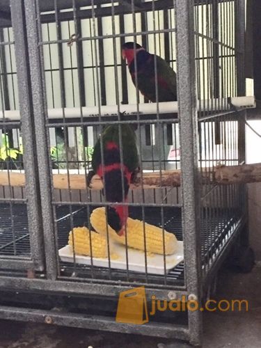 Burung Nuri sepasang