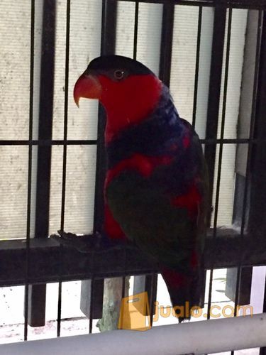 Burung Nuri sepasang