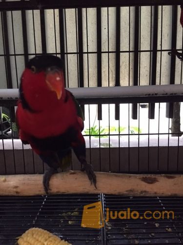 Burung Nuri sepasang