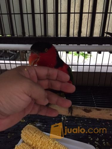 Burung Nuri sepasang