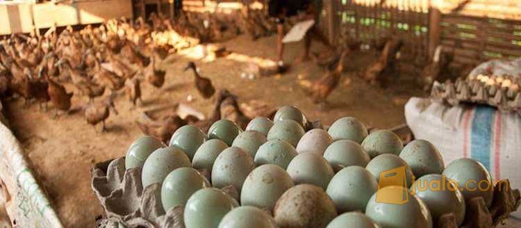 Telor Bebek Mentah Hasil Angon