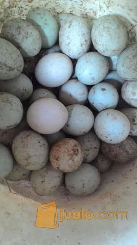 Telor Bebek Mentah Hasil Angon