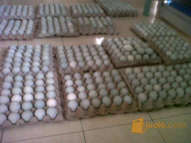 Telor Bebek Mentah Hasil Angon