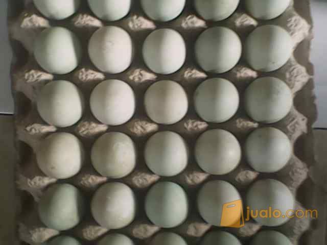 Telor Bebek Mentah Hasil Angon