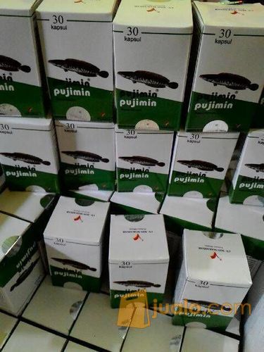 PUJIMIN EKSTRAK IKAN GABUS ATAU KUTUK