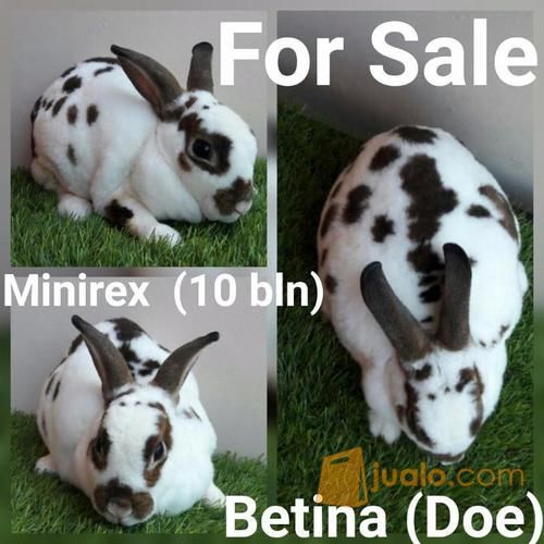 Jual Kelinci Hias MINIREX: Kelinci Hias - Minirex: Warna: Broken Castor, betina (10 bln)