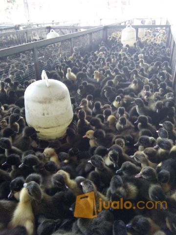 #Harga Bibit Bebek Hibrida Di Sukabumi Dan Cianjur