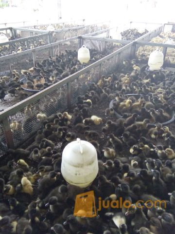 #Harga Bibit Bebek Hibrida Di Sukabumi Dan Cianjur