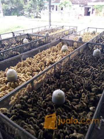 #Harga Bibit Bebek Hibrida Di Sukabumi Dan Cianjur