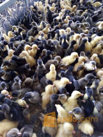 #Harga Bibit Bebek Hibrida Di Sukabumi Dan Cianjur