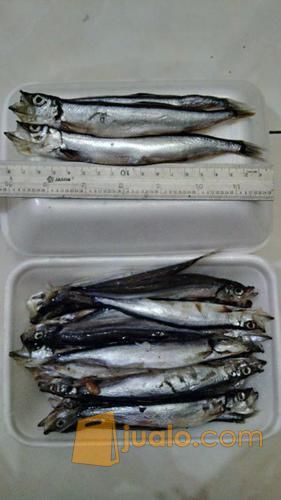 Ikan Shisamo / Capelin