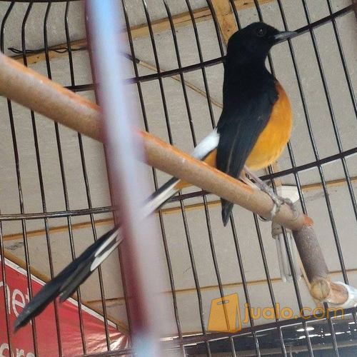 murai batu medan asli gacor