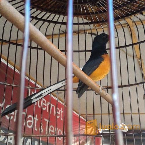 murai batu medan asli gacor