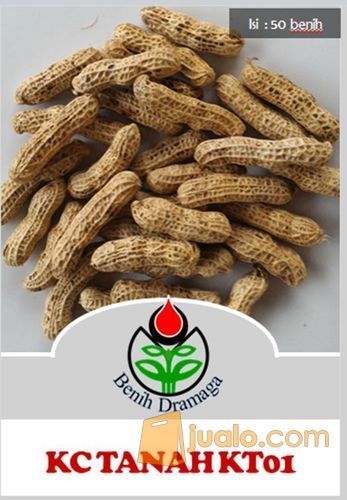 Benih Kacang Tanah KT01
