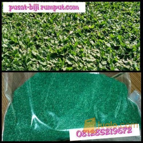 benih biji rumput gajah mini - bibit rumput bermuda - biji rumput vetiver
