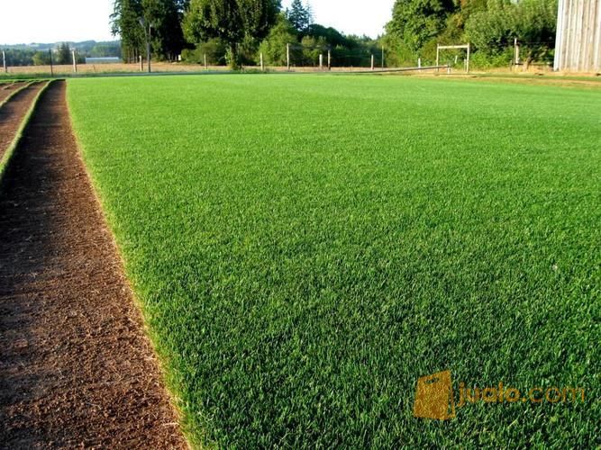 benih biji rumput gajah mini - bibit rumput bermuda - biji rumput vetiver