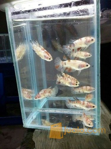 Ikan cupang baby giant koi