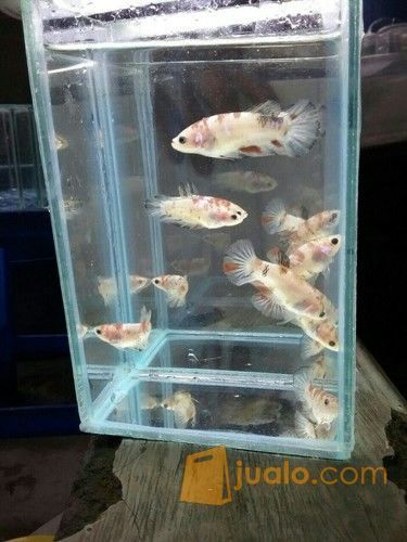 Ikan cupang baby giant koi